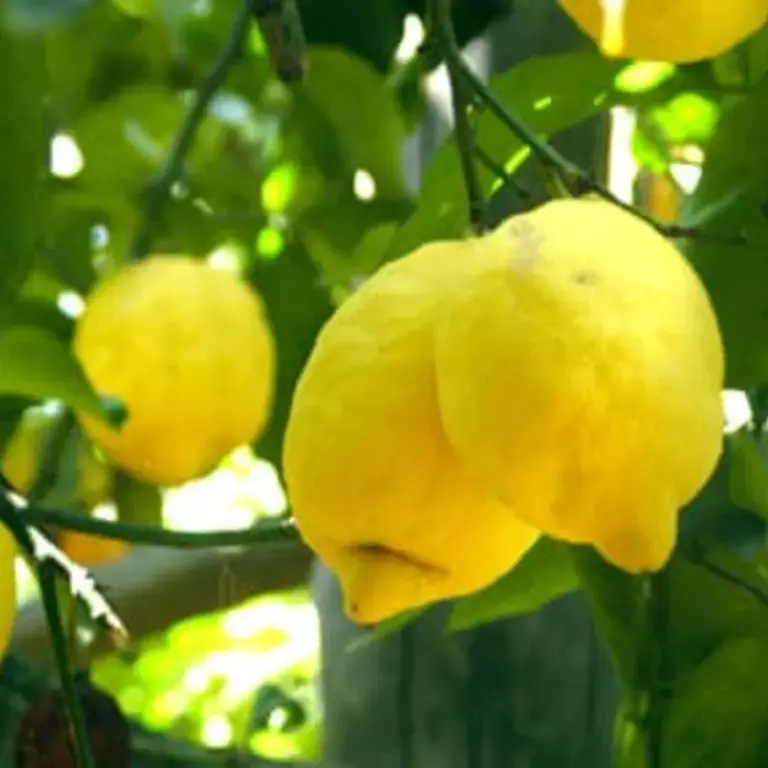 Original_523_buy-sorrento-lemons-083