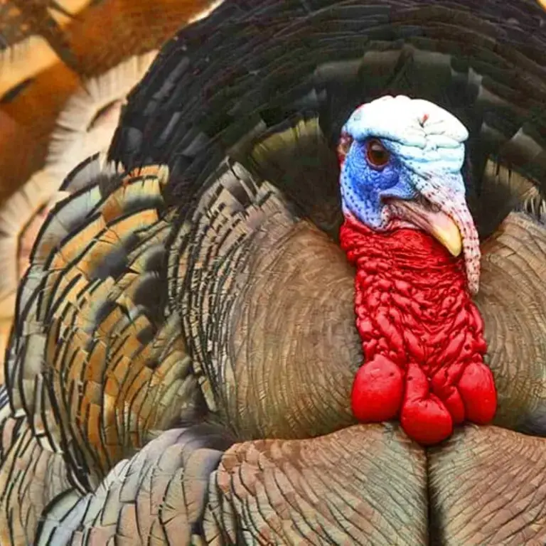 Original_6581_TP-turkey-finedininglovers