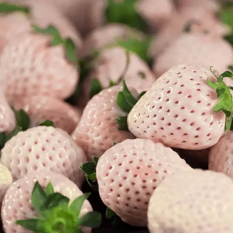 White strawberries from Japan