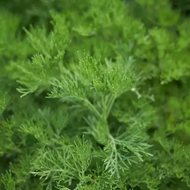 Armoise Artemisia
