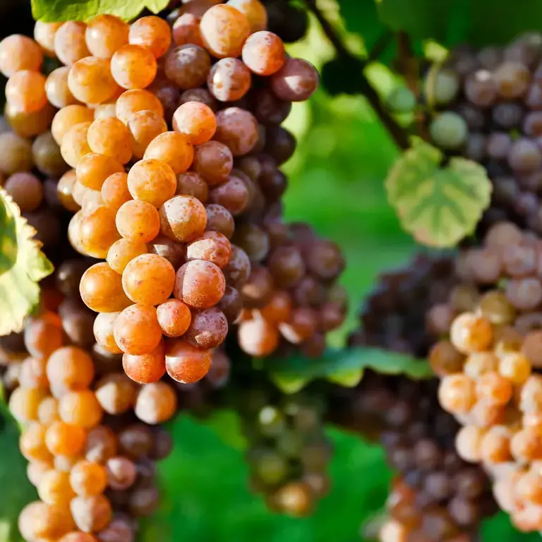 bunch of grapes for pinot ©iStock