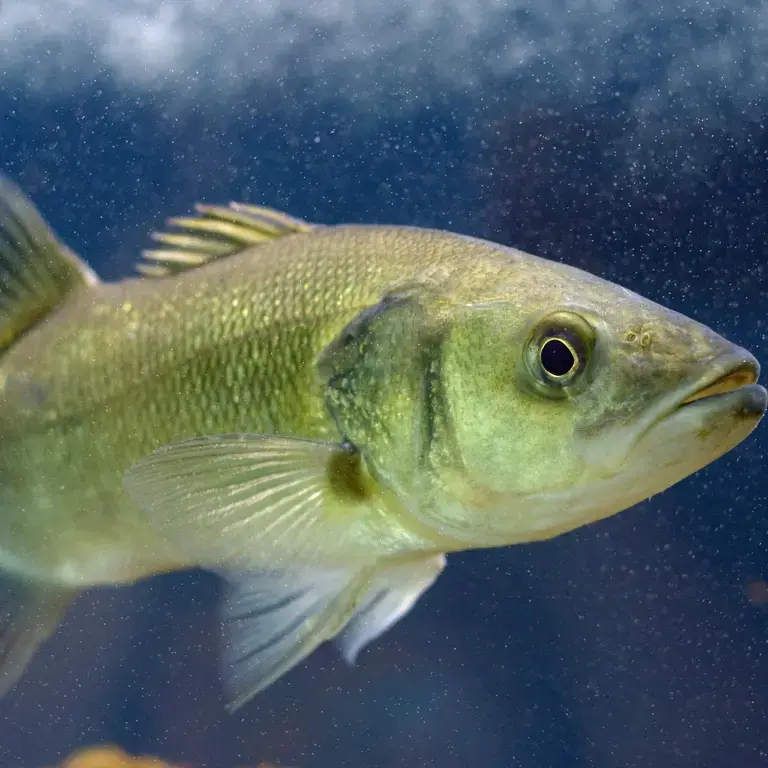 chilean-sea-bass
