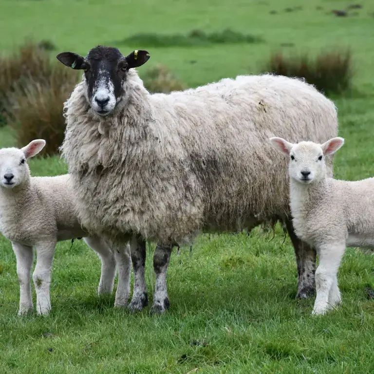 difference-lamb-mutton