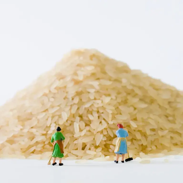 Different types of rice