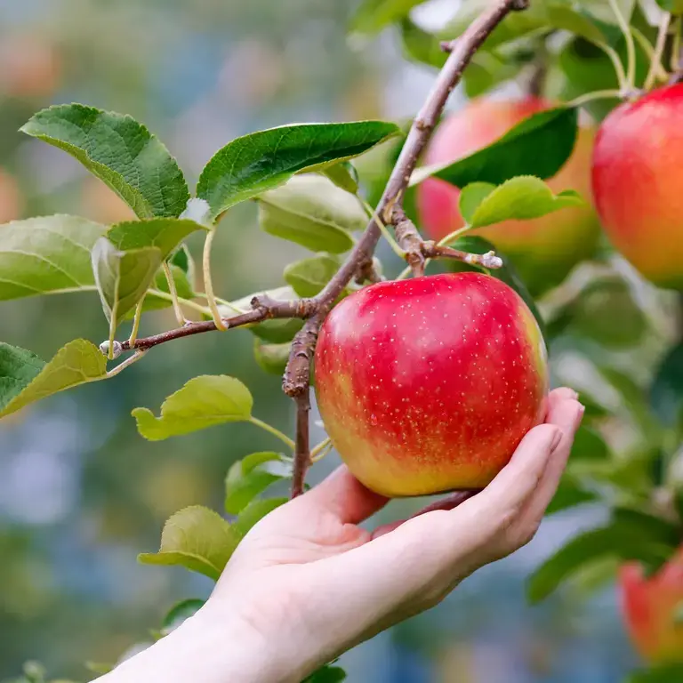 harvest-apples