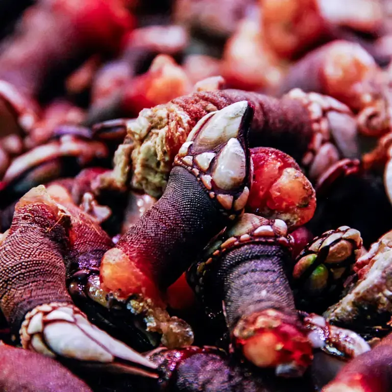 goose-barnacles-percebes-