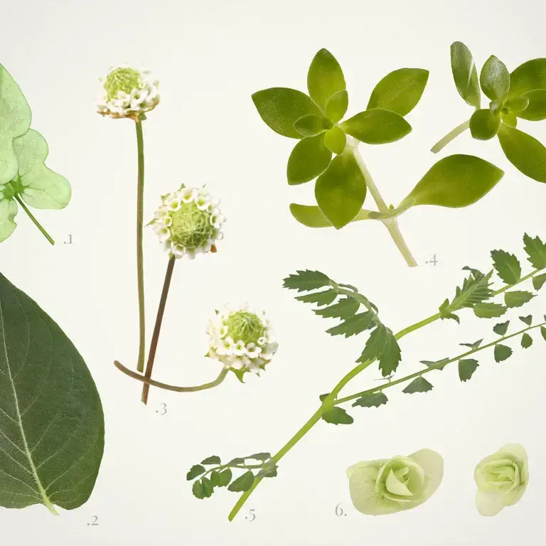 Unusual greens