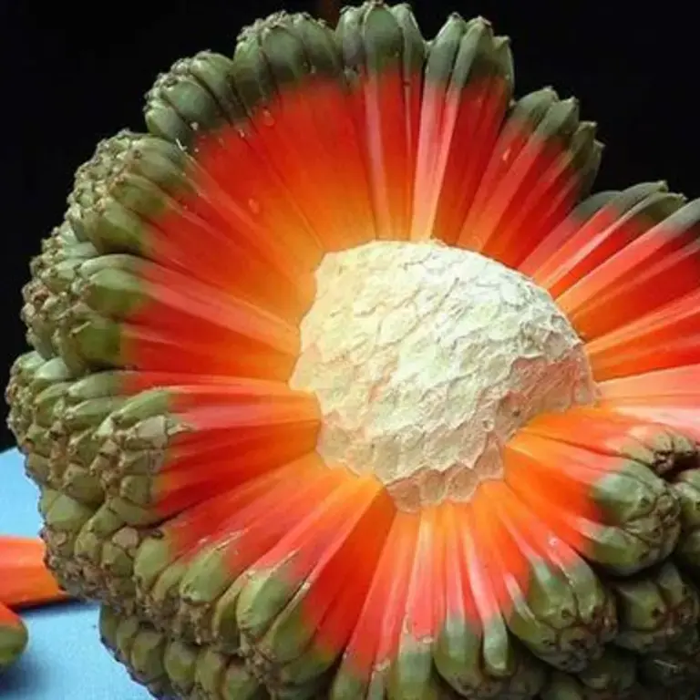 Hala Fruit: The fruit that looks like an exploding planet