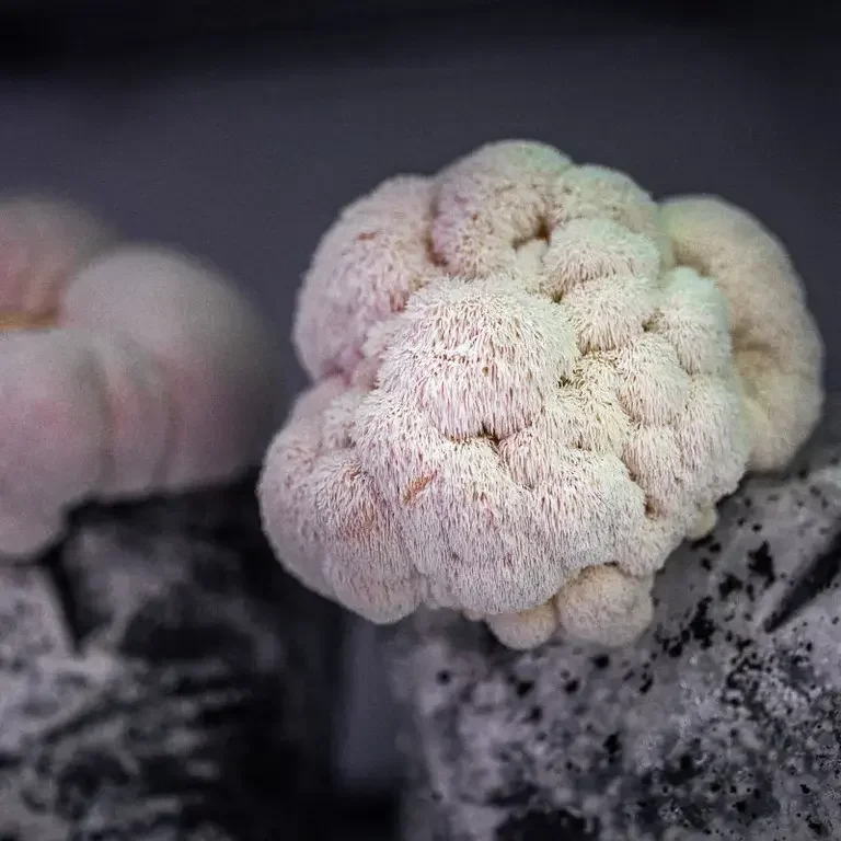 Lion's mane mushrooms at Fallow.