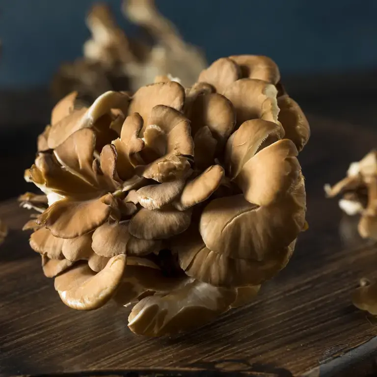 maitake-mushrooms