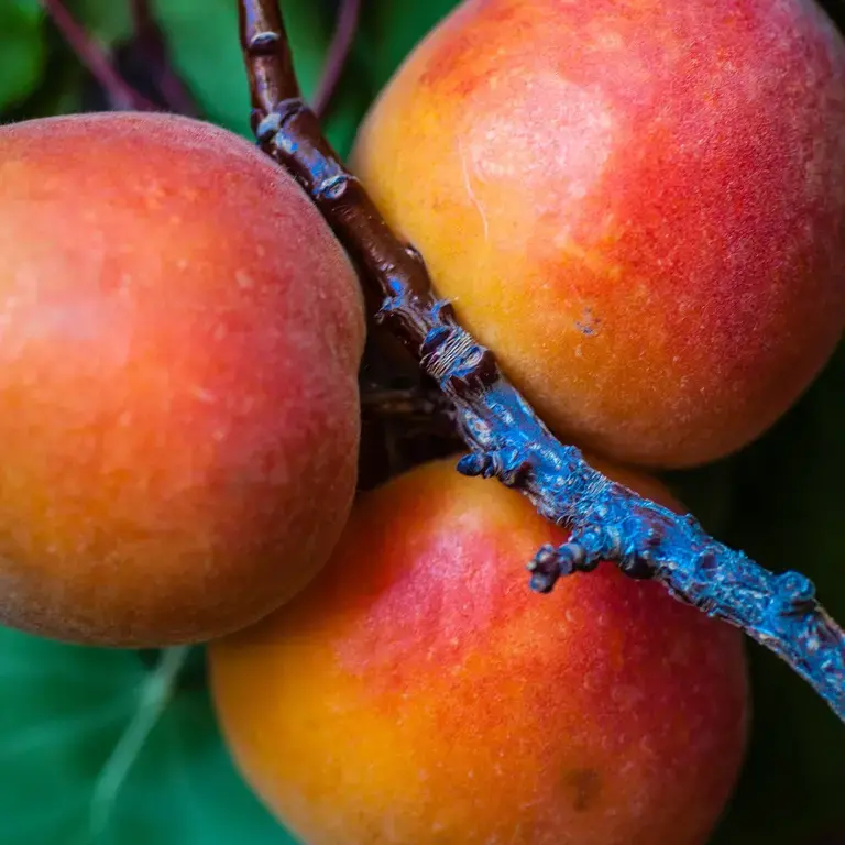 mangoes on the branch
