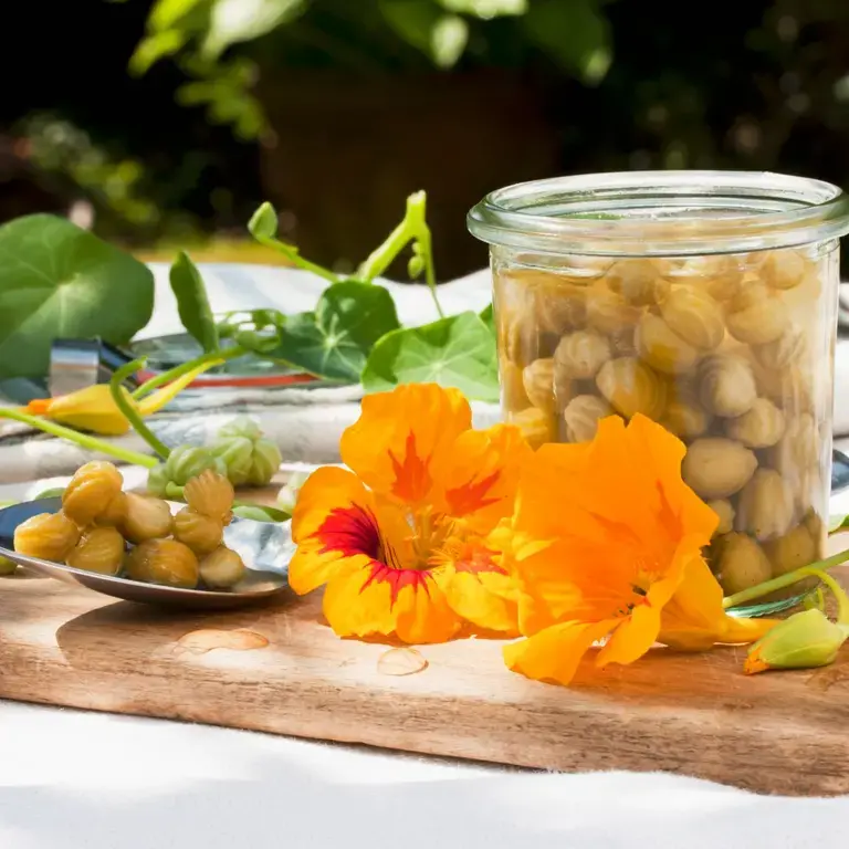 nasturtium-capers-uses