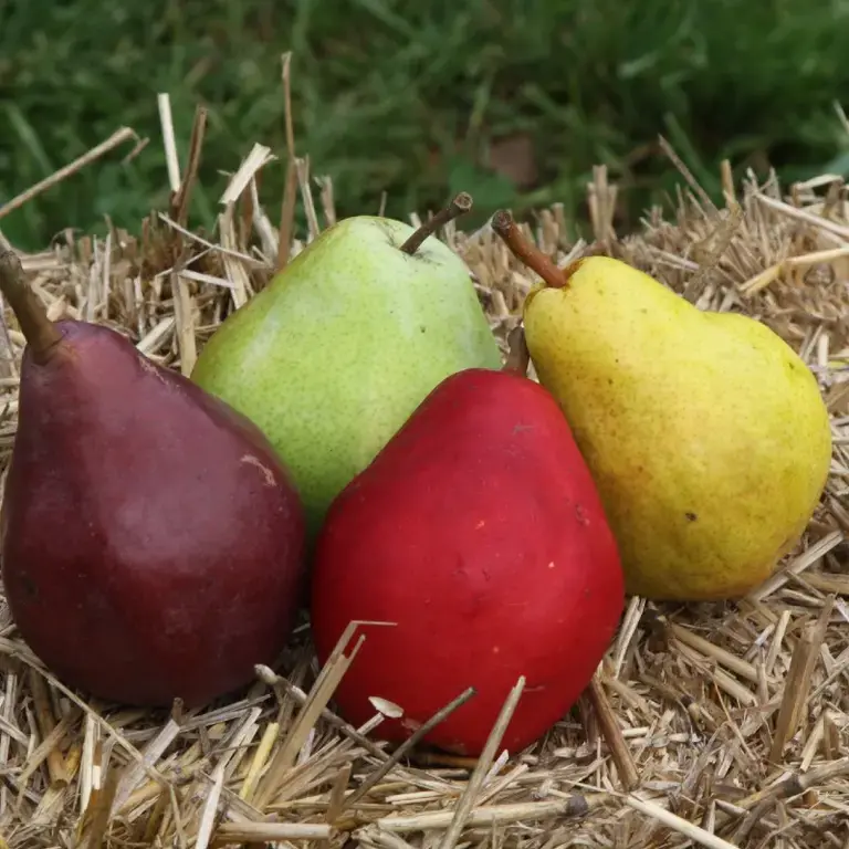 pears-varieties