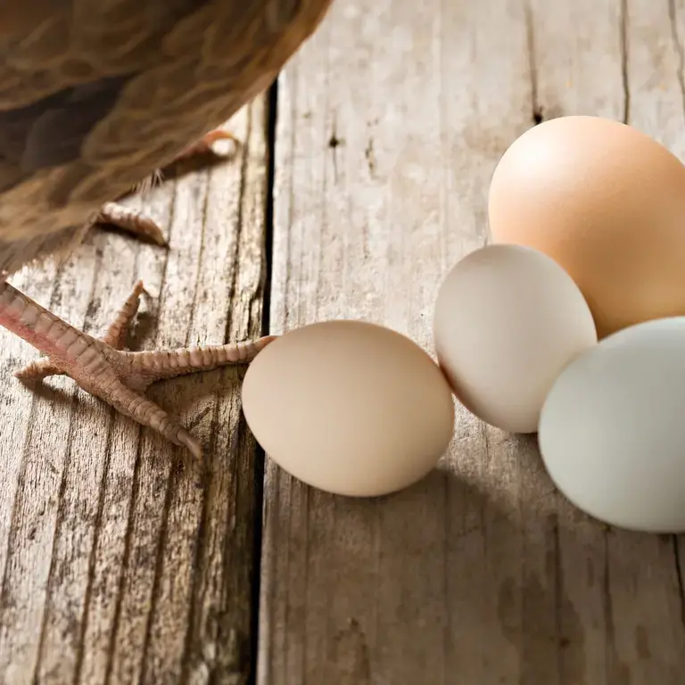 pullet-eggs