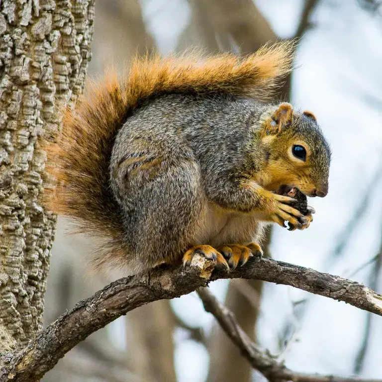 A squirrel in a tree.