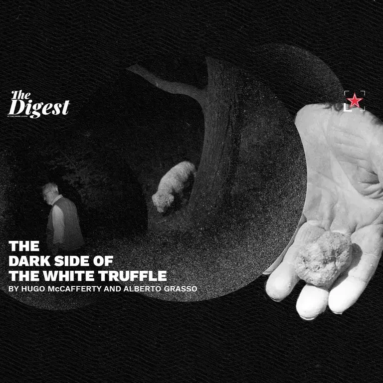 The Dark side of the white truffle