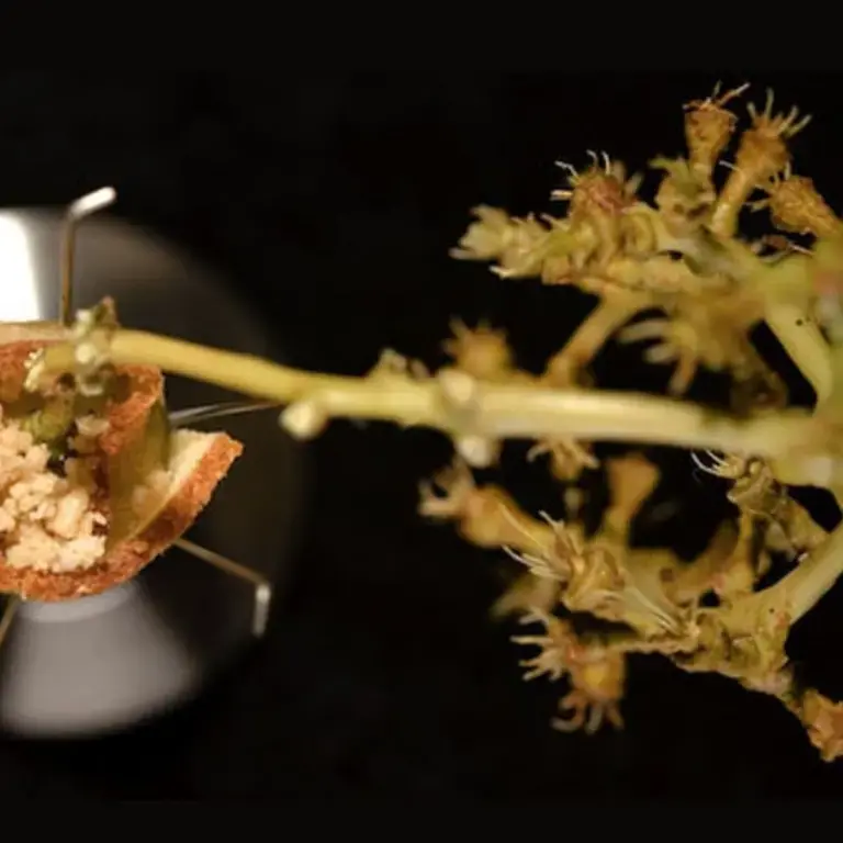 peanut-butter-alinea