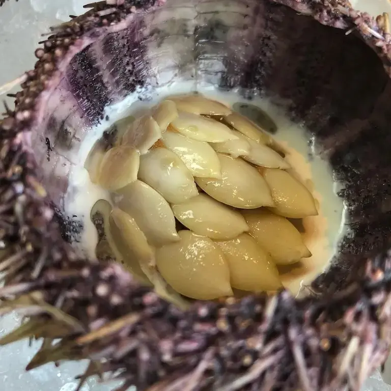 pumpkin-seeds-rose-uni