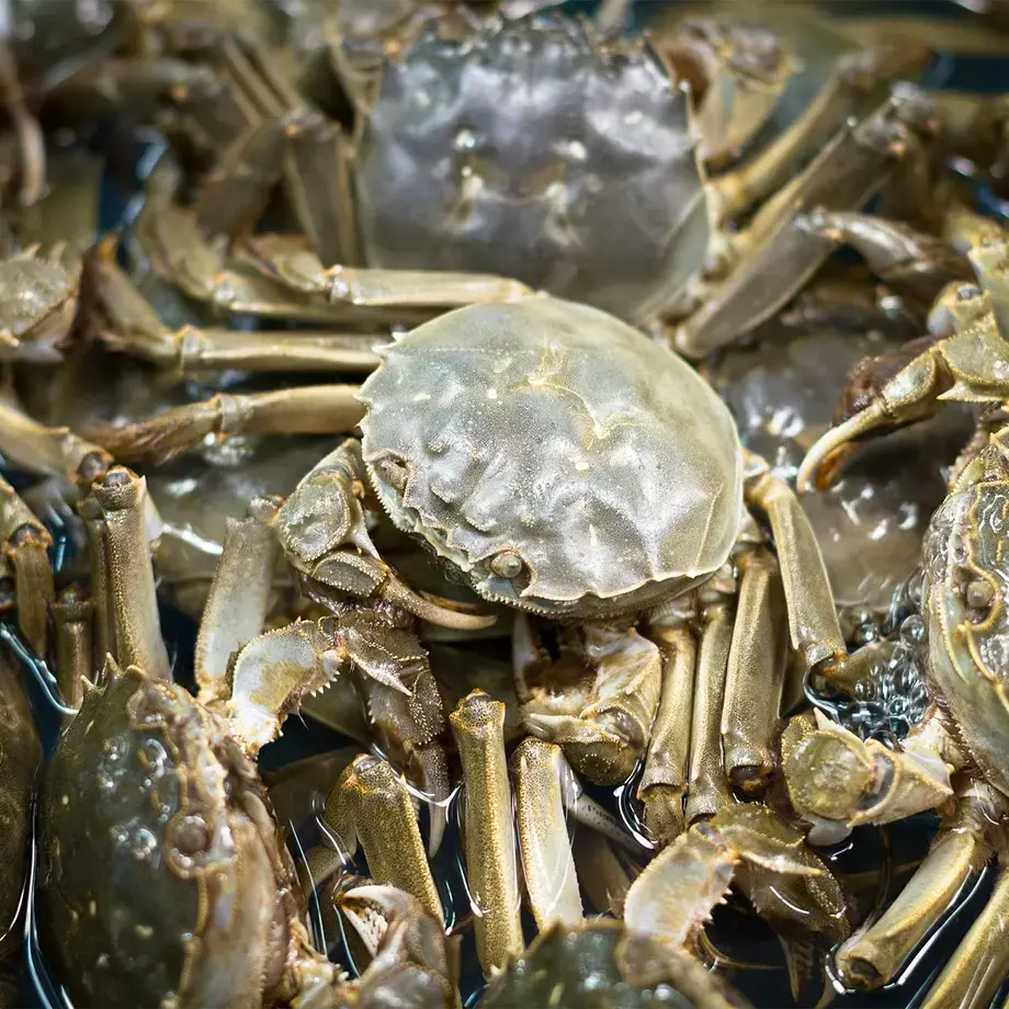 Chinese mitten crab