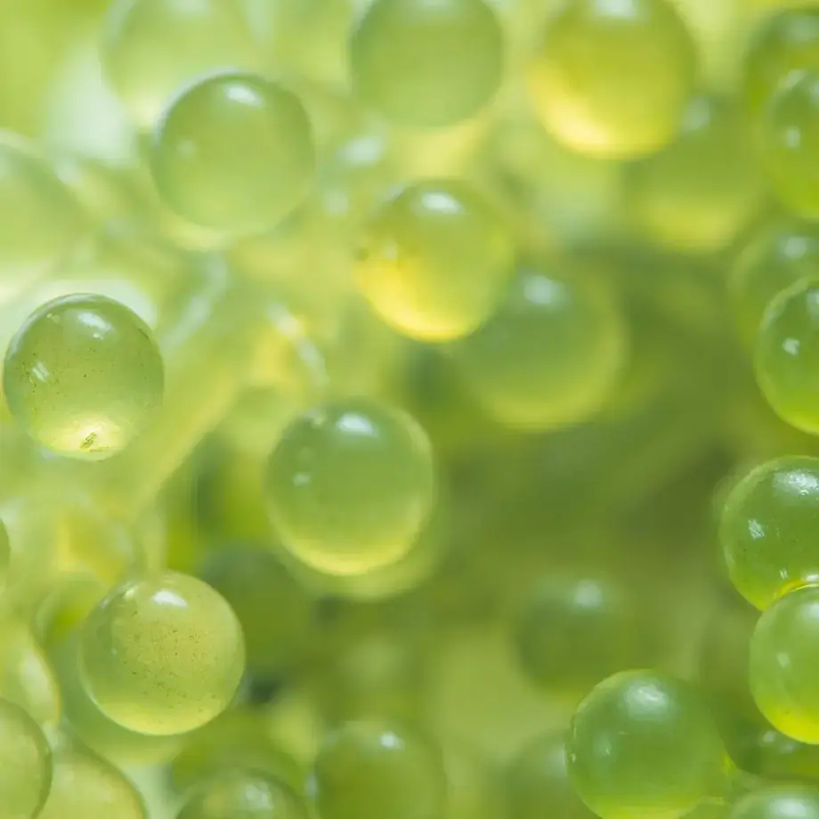 Green caviar or sea grapes