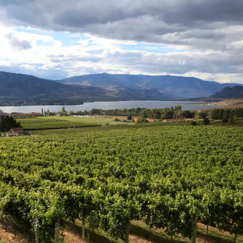 Moon Curser Vineyards, British Columbia.