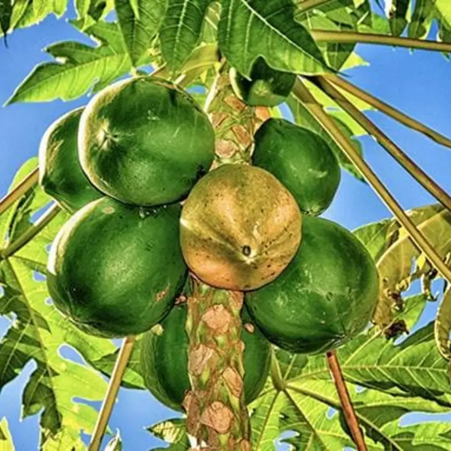 10 Fruits and Vegetables and the Unusual Ways in Which they Grow