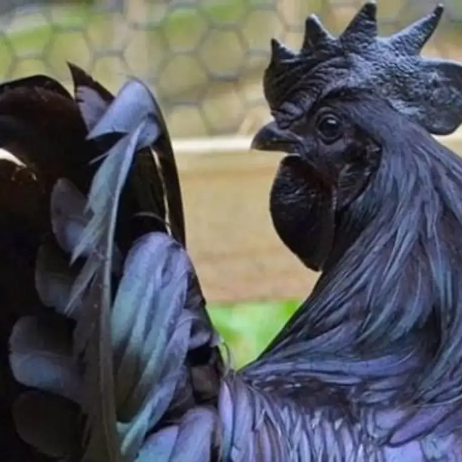 Meet the &quot;Lamborghini of Poultry&quot; Ayam Cemani Chicken