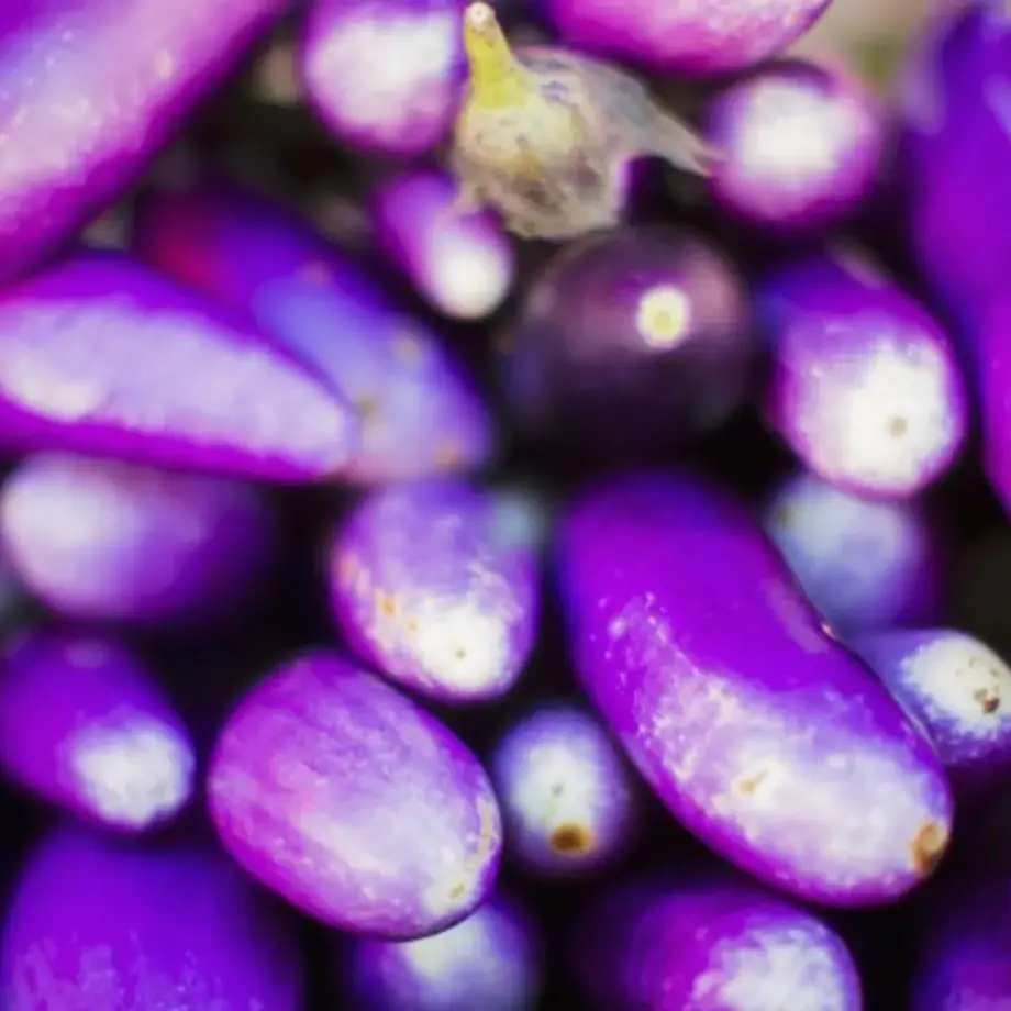 How Do I Cook Japanese Eggplant? Try These Tasty Recipes