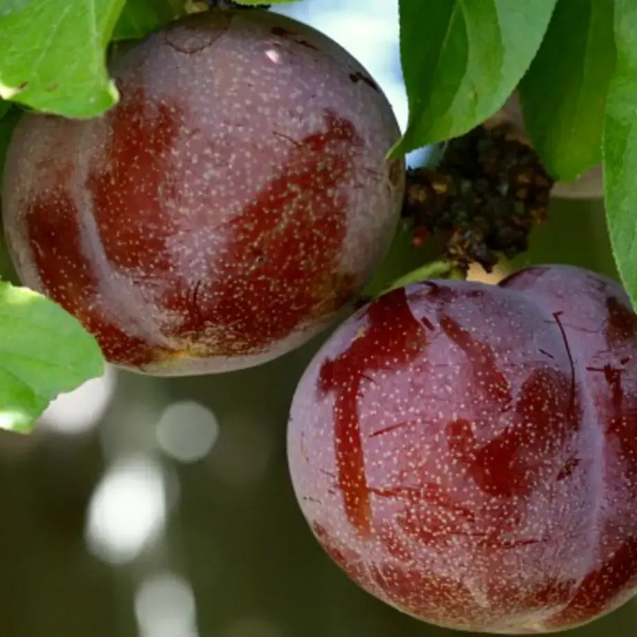 What Is A Pluot?