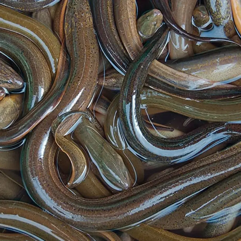 Eels