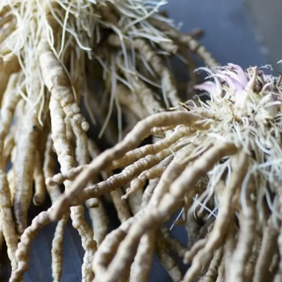What is Skirret?