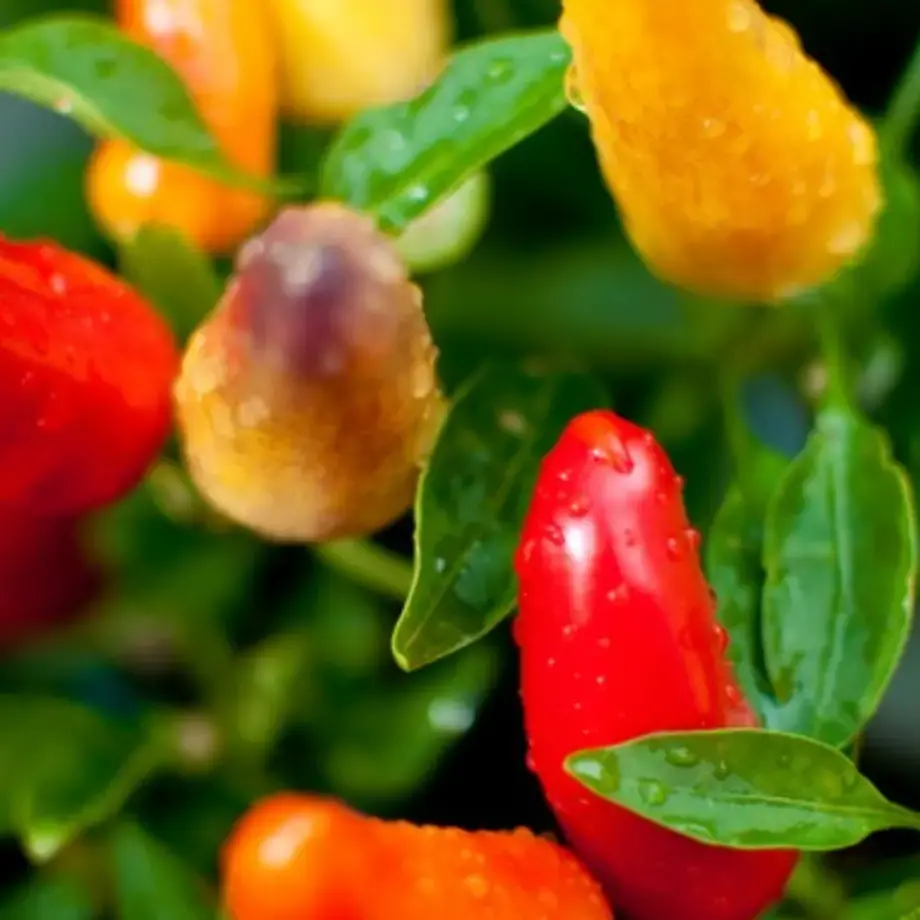 Food Preservation | How To Pickle Vegetables