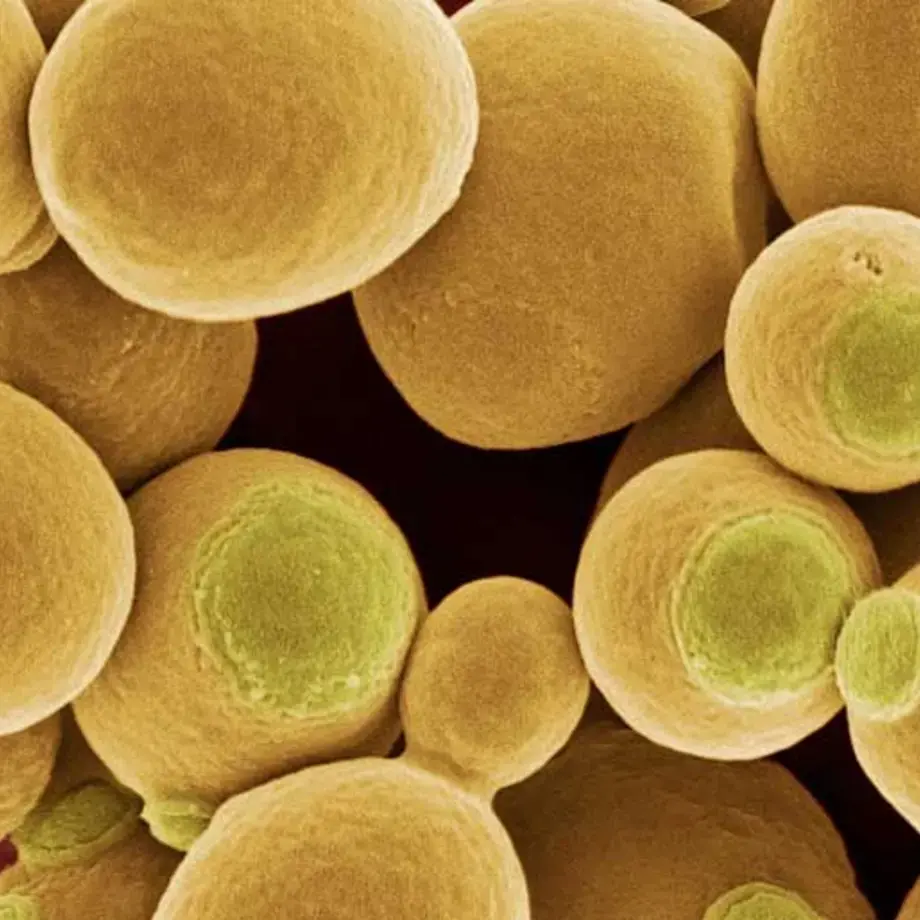 Original_2116_yeast-tp