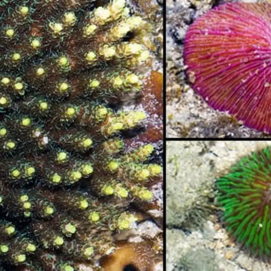 Original_248_mushrooms-bottom-sea-150