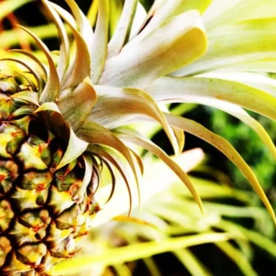 Original_3932_pineapple-2-