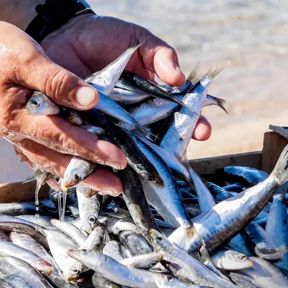 Sardines, a sustainable fish variety.