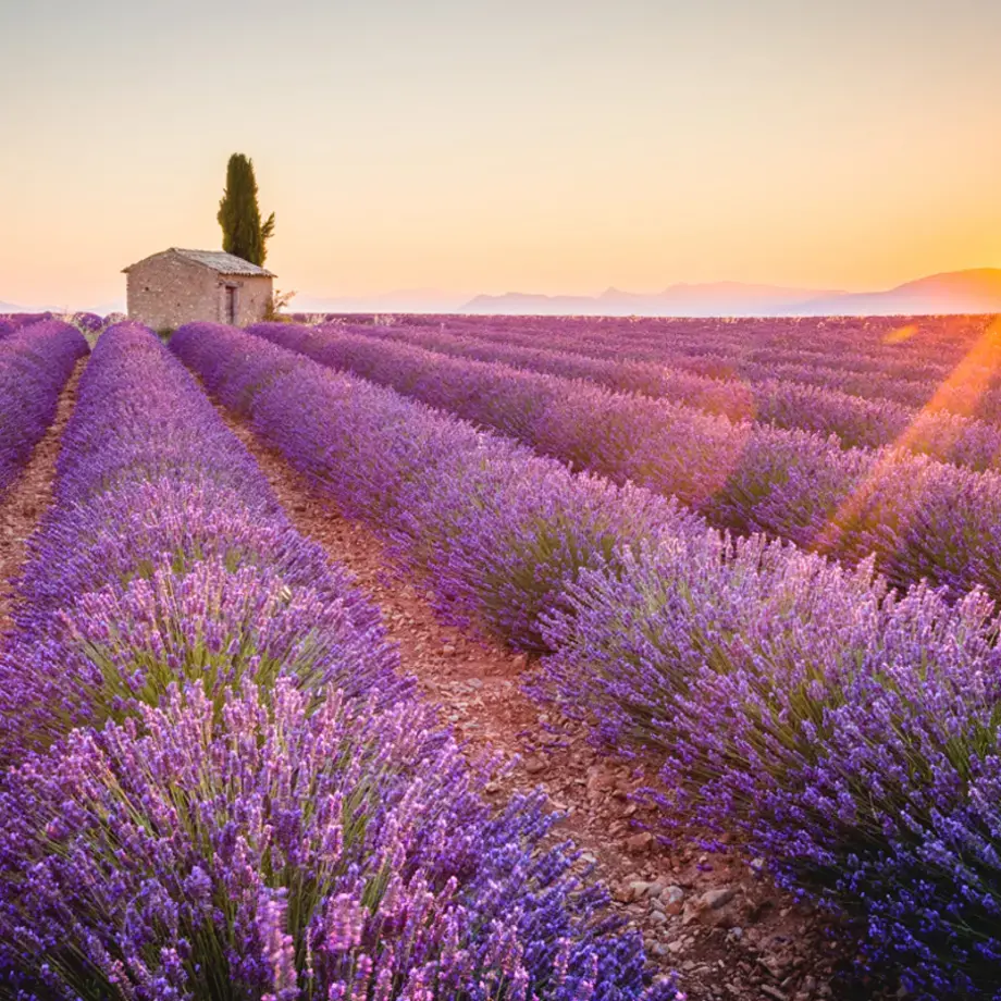 Lavender fields in Provence.