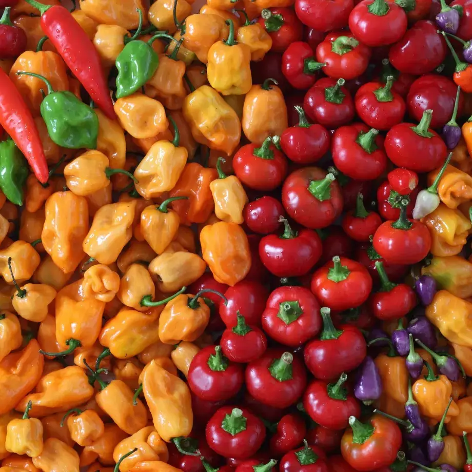 A vibrant selection of peppers.