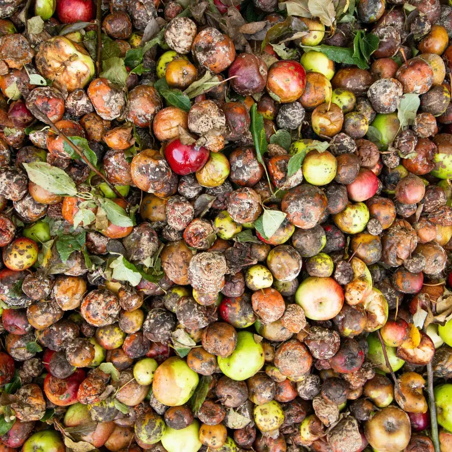 Rotten fruit and vegetables