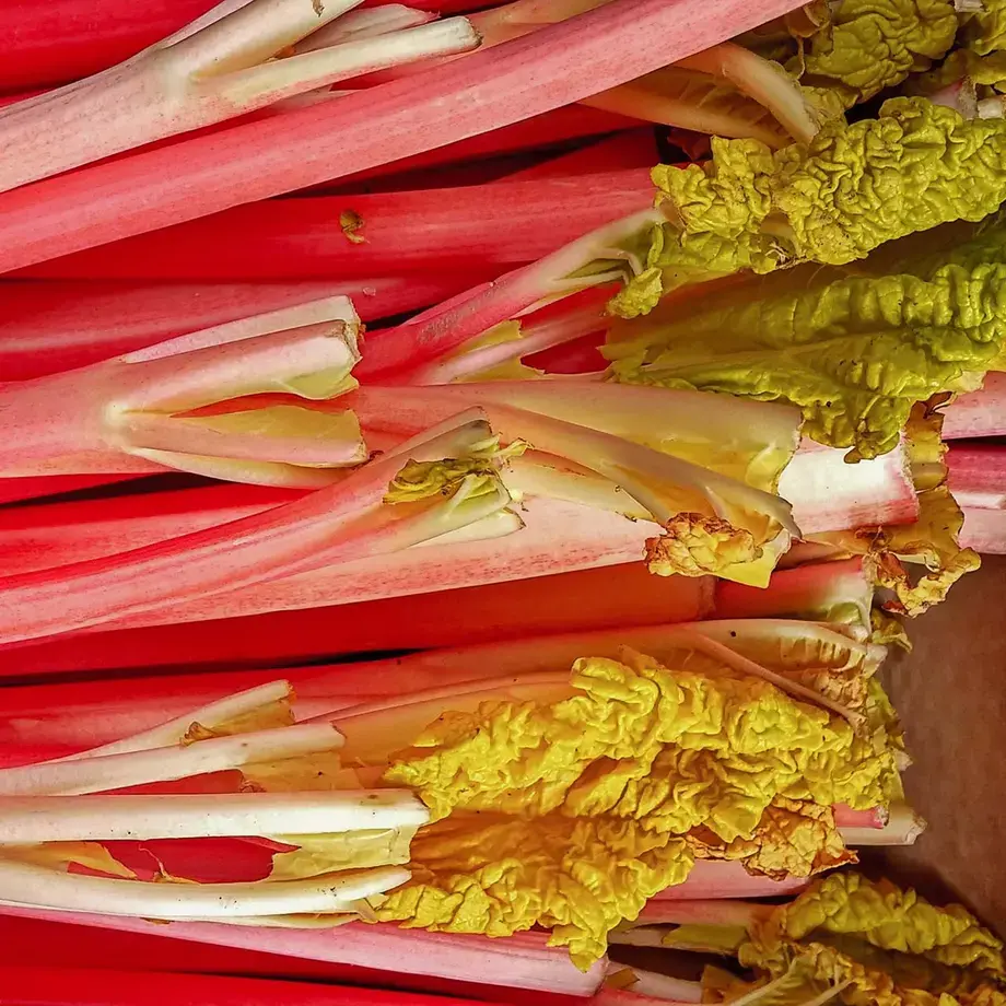 Forced Rhubarb