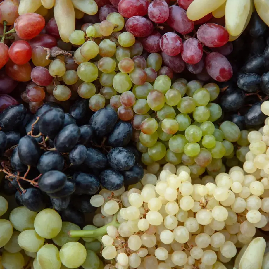 grapes-varieties