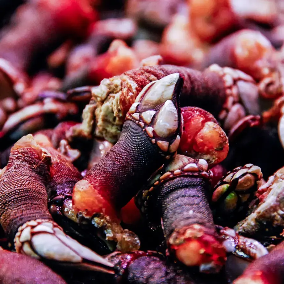 goose-barnacles-percebes-