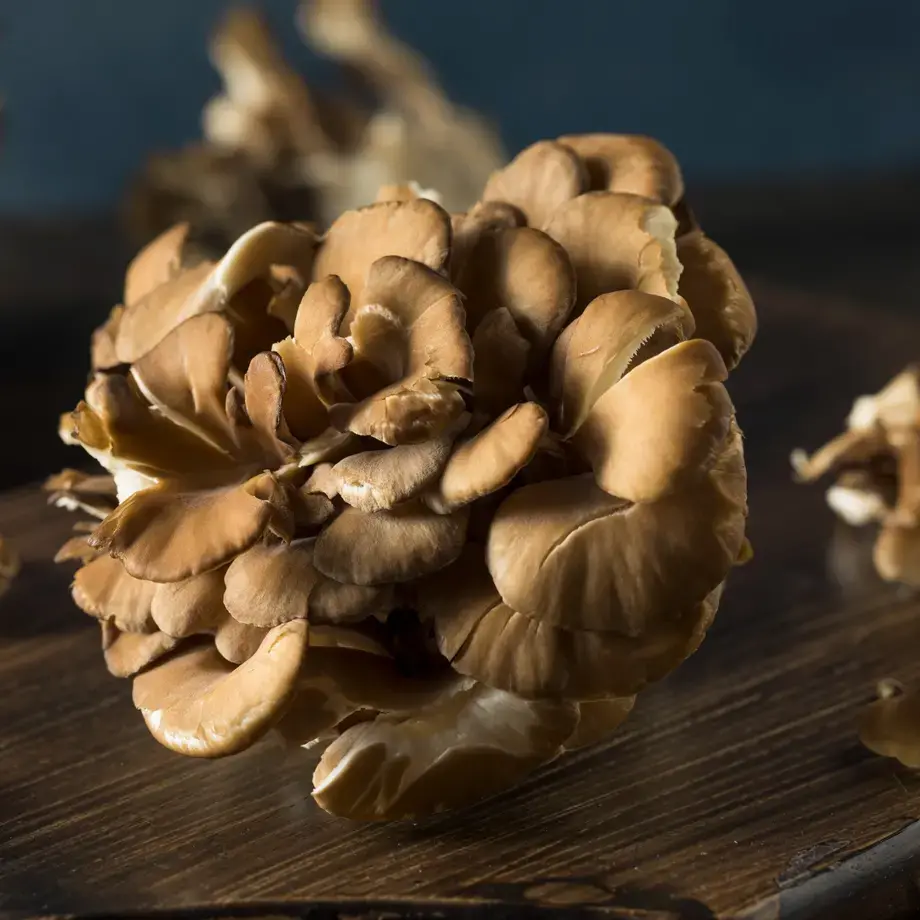 maitake-mushrooms