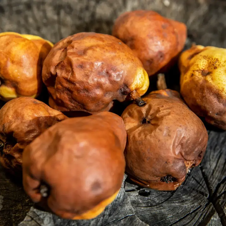 Overripe pears turning brown and soft.