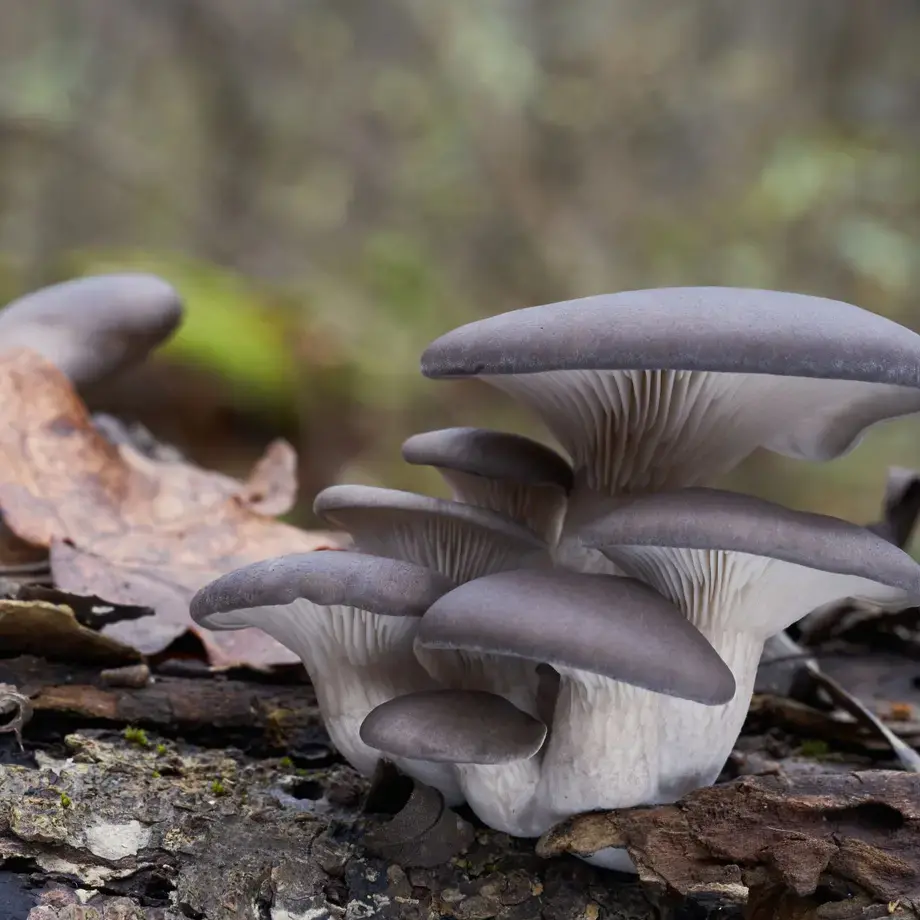 oyster-mushrooms