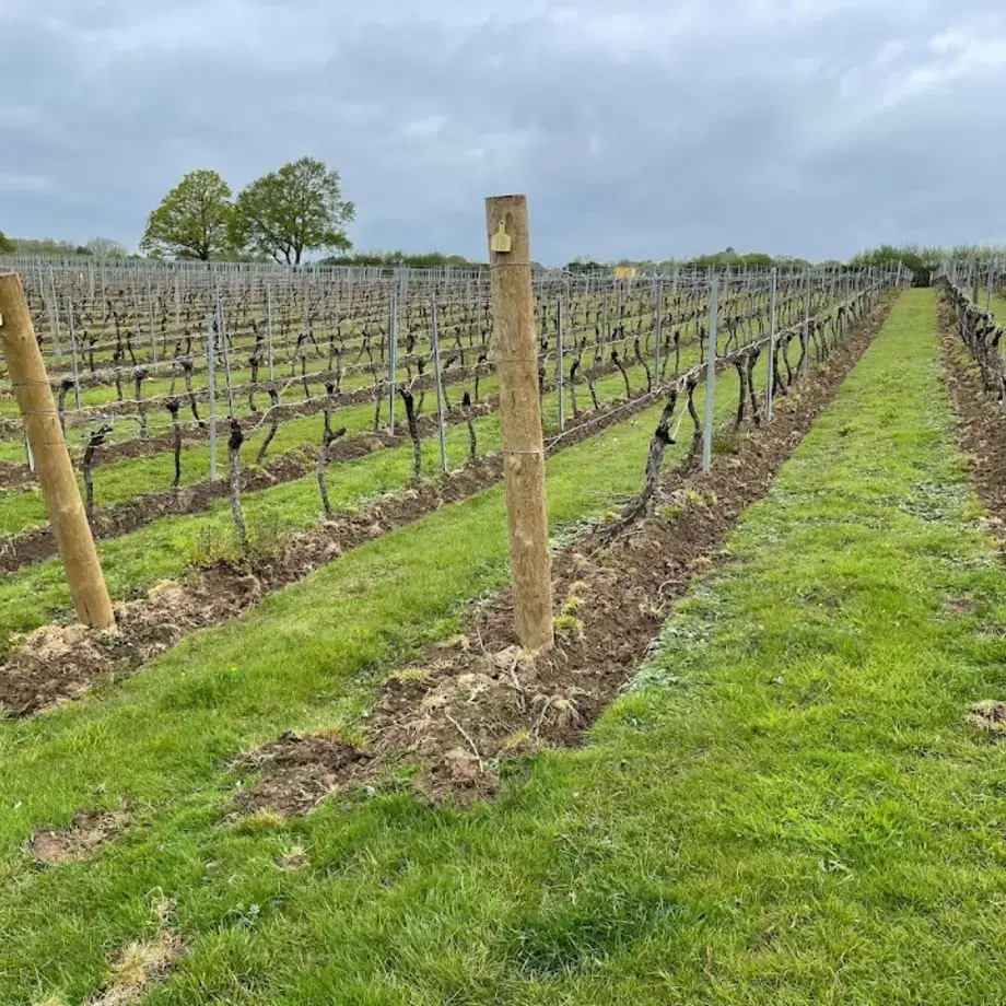 Chapel Down Vineyard Chapel Down Vineyard