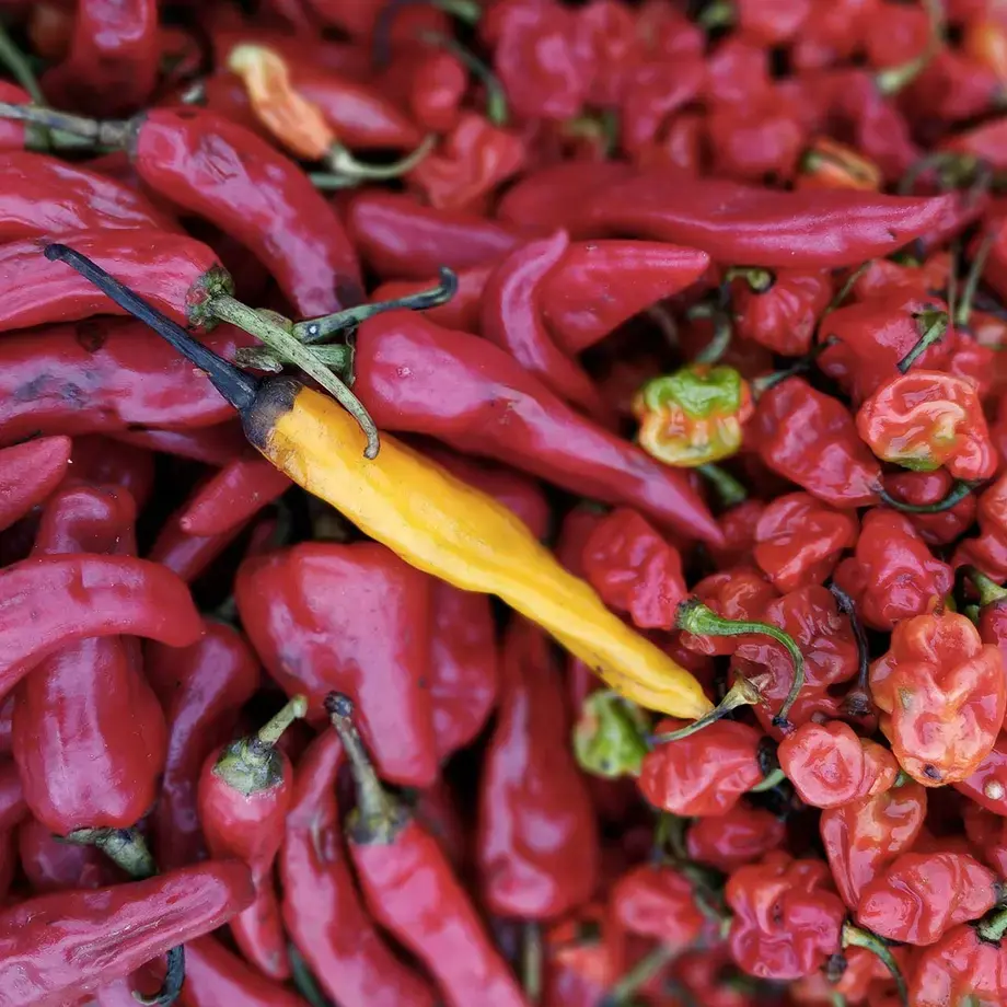 Chili peppers
