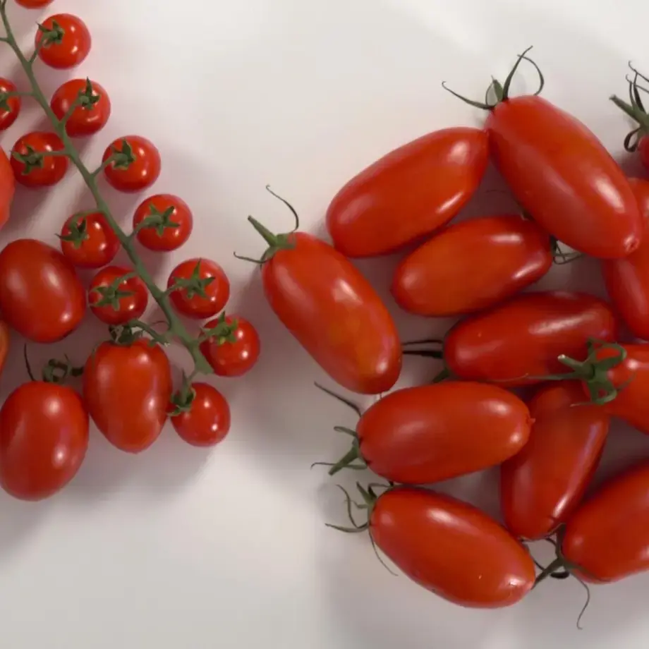 Secrets of tomato