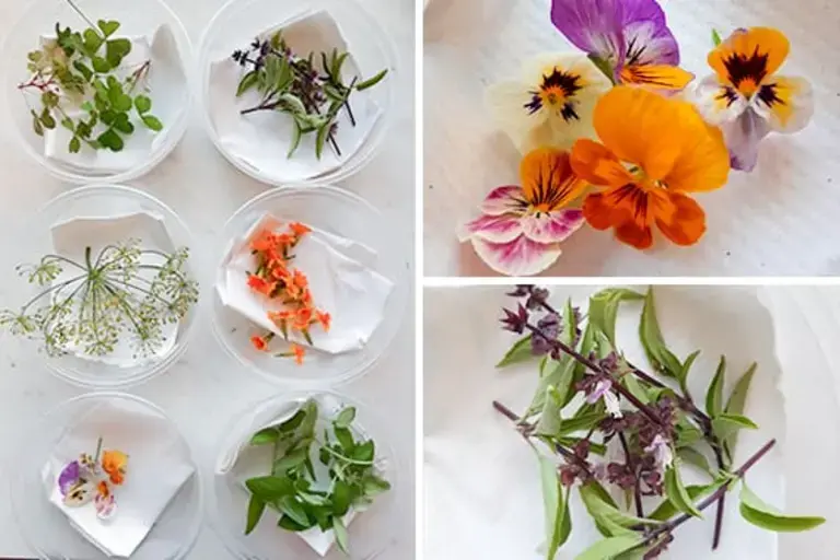 Edible flowers Courtesy of Sarah Farmer 