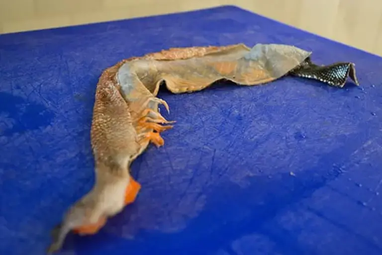 The fillet skin by Callan Austin